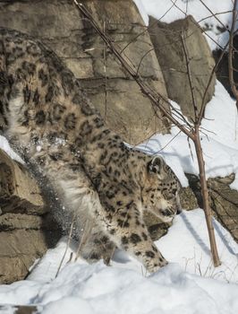 Snow leopard jumping down the snowy ledge in the mountains