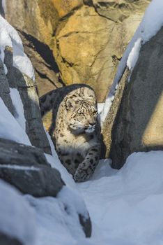 Beautiful snow leopard in the snow covered mountains