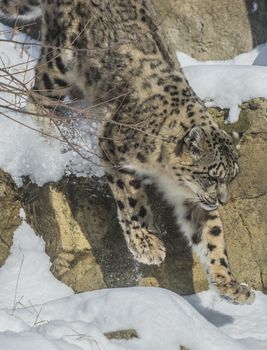Snow leopard jumping down the snowy ledge in the mountains