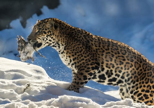 Young Jaguar playing in the snow carrying a bunch of leaves in its mouth