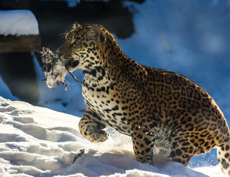 Young Jaguar playing in the snow carrying a bunch of leaves in its mouth