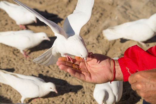 Streched out hand with breadcrumbs feeding pigeons