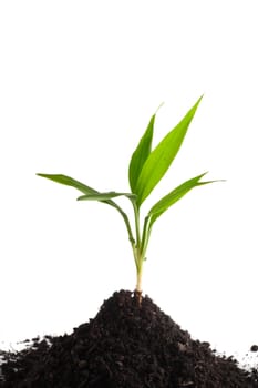 Little green sprout in a soil isolated on the white