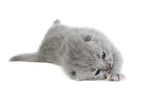 Little british kitten isolated on the white