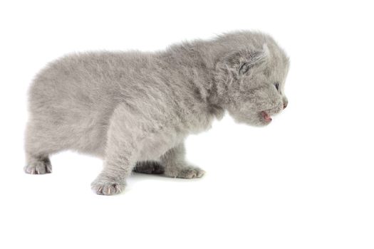 Little british kitten isolated on the white