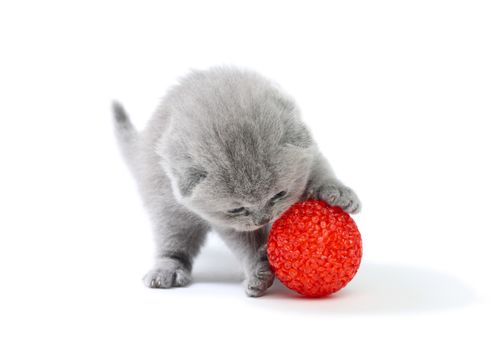 Little kitten playing with ball at white background