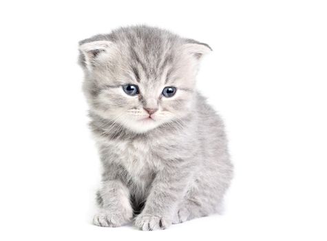 Little british kitten isolated on the white