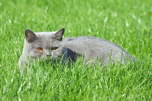 Grey british cat in the grass