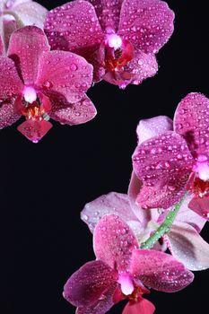 Beautiful orchid at the dark background