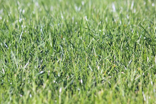 Macro photo of a green grass