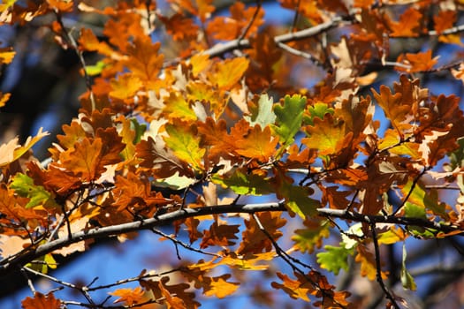 Colored oak leafs on a tree