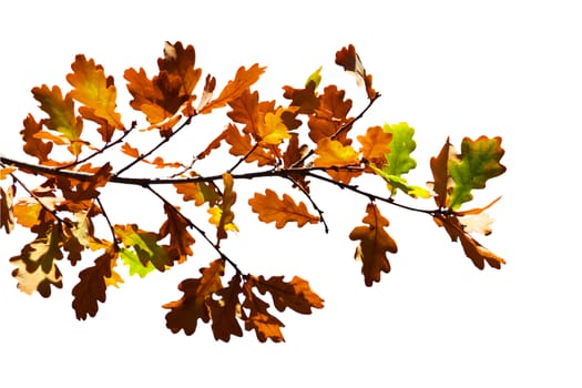 Colored leafs on tree isolated on the white