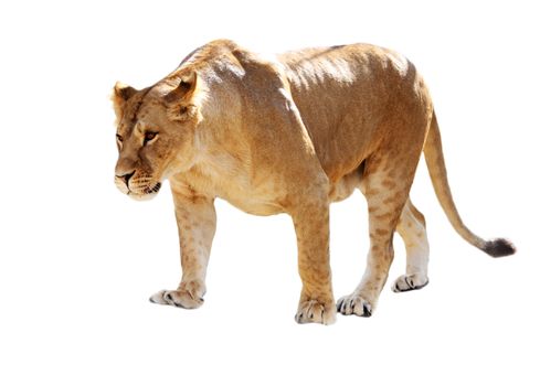 Big beautiful lioness stands