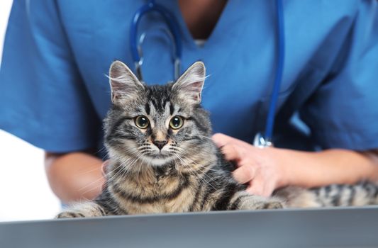 Close up shot of veterinarian making a checkup of a cute beautiful cat