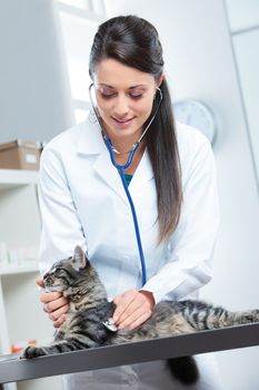 Veterinarian doctor making a checkup of a cute beautiful cat