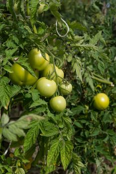 healthy and fresh tomatoes growing on the field