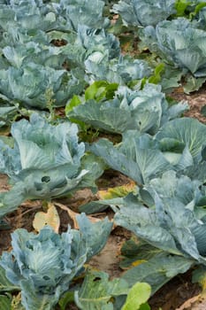 healthy and fresh cabbage growing on the field