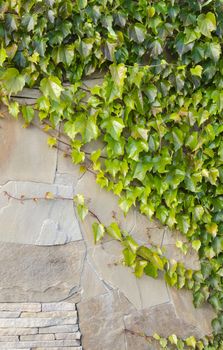 The background of old wall with ivy bushes
