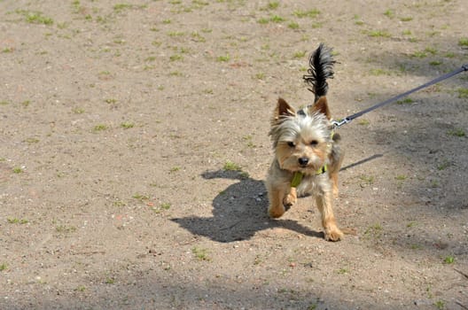 Small yorkshire terrier dog walking.
