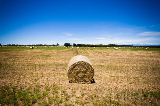 Round hay bale in a freshly cut and raked agricultural field with a flock of sheep grazing in the distance