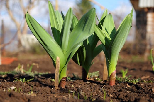 green shoots of wild garlic growing in the garden