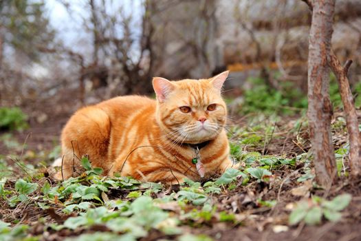 red cat with a collar lying on the grass