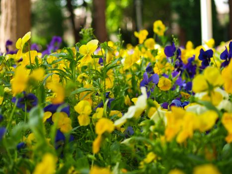 Colorful flower field background