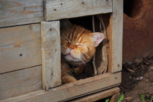 cat sleeping in a box for a dog