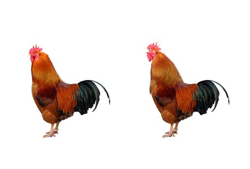 Two beautiful orange rooster isolated on white baskground