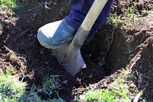 gardener digging the ground