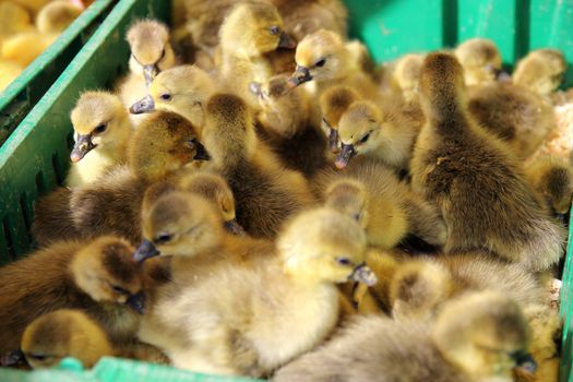 beautiful little ducklings sold in wet markets