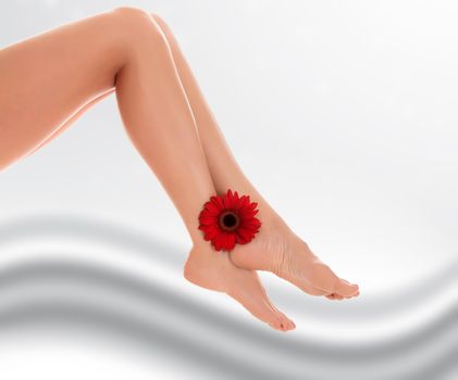 Female legs with red gerbera flower on grey blurred background with a space for your text