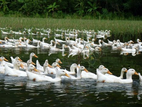 Wild Ducks On Peaceful Tam Coc River In Vietnam