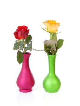 Colorful roses in vases over white background