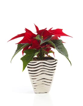 Special Christmas plant Poinsettia over white backround