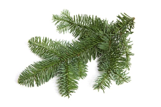 Bare green plucked christmas twig over white background