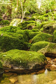 Moss covered rocks near waterfall in in  a green wild tropical forest.