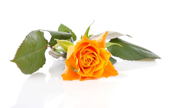 One orange roses over white background