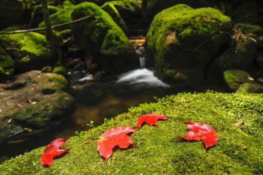 Maple leaf on moss covered rocks near waterfalll in rains forest.