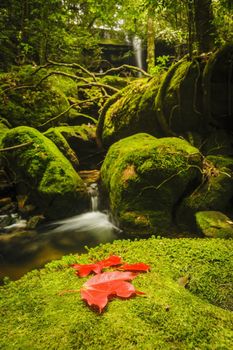 Maple leaf on moss covered rocks near waterfall in rains forest.