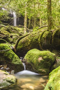 Moss covered rocks near waterfall in rains forest.