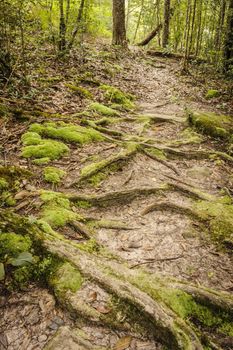 Ecological nature trail in  a green wild tropical forest.