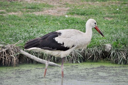 Stork hunting in the water