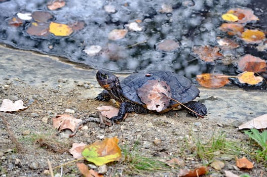 Black turtle and a leaf on its shield