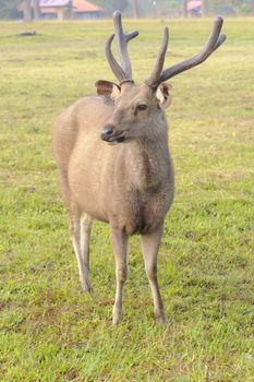 Deer standing in field near camp national park, Thailand.