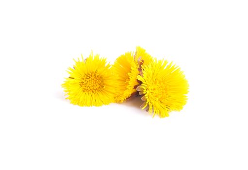 Flowers of coltsfoot