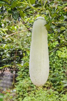 Giant winter melon fruits in the gardens.