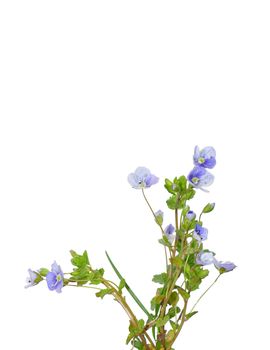 Slender Speedwell (Veronica filiformis)