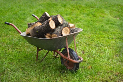 An old wheelbarrow full of firewood on a  lawn