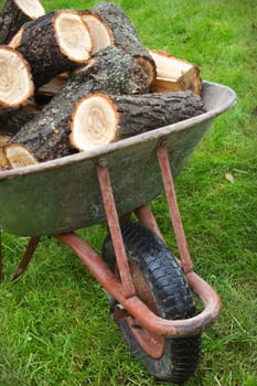 An old wheelbarrow full of firewood on a  lawn